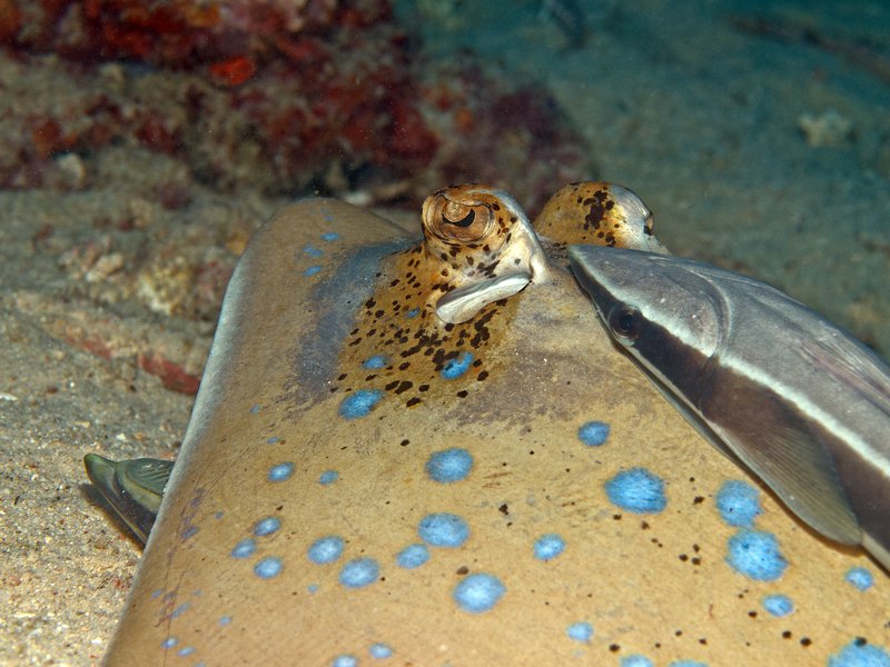 Blue spotted sting ray, House Reef